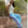 The Pop Pants | Malibu Pop | PREORDER - Bombaby